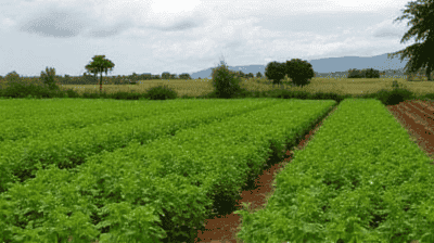 Agroforestry in Action: How Trees on Farms Increase Biodiversity & Yields