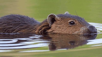 Beaver Reintroduction: How Nature's Engineers Restore Wetlands for Free
