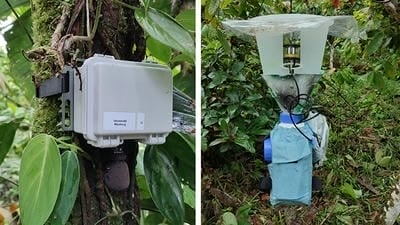Bioacoustics Monitoring: How AI Listens to Forests to Track Biodiversity Health