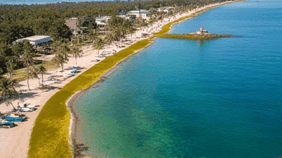 The Great Atlantic Sargassum Invasion: Causes, Impacts, and Cleanup Solutions