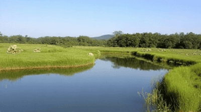 The Ramsar Convention: 50 Years of Global Wetland Protection – Success or Failure?