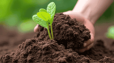 The Science Behind Composting: How to Turn Food Scraps into Nutrient-Rich Soil